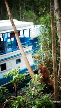verken het behoud van orang-oetans