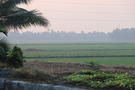 Paddyfield