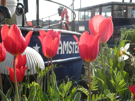 Houseboat 754 Amsterdam photo 3