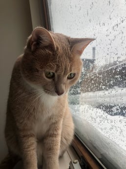 Bilbo im Winter