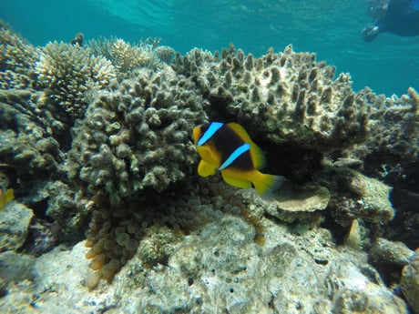 Woonboot 1089 Sharm-el-Sheikh foto 47