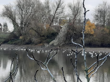 Muchas aves (aquí: gaviotas) en el lago a finales de otoño.