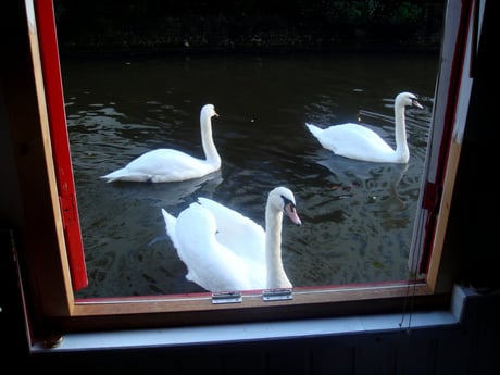 Vie animale en milieu aquatique avec des cygnes...