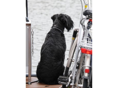 Pets are allowed on the vessel,