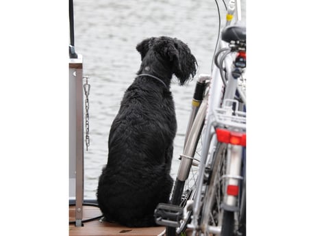 Huisdieren zijn toegestaan op het schip,