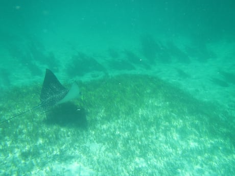 Swim with the tide in Fresh Creek