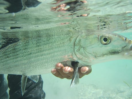 La pêche au bonefishing est notre spécialité