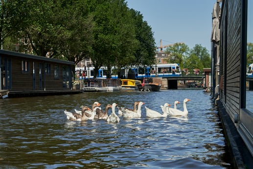 Bijna elke dag komen er eenden voorbij! Je kunt ze voeren, maar wees voorzichtig met het soort voedsel dat je ze geeft. Enkele suggesties waar ze de voorkeur aan geven: haver, half gesneden pitloze druiven