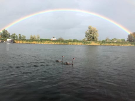 This photo was taken on 06 October 2020...amazing black swans visiting our river and a rainbow for the finishing touch