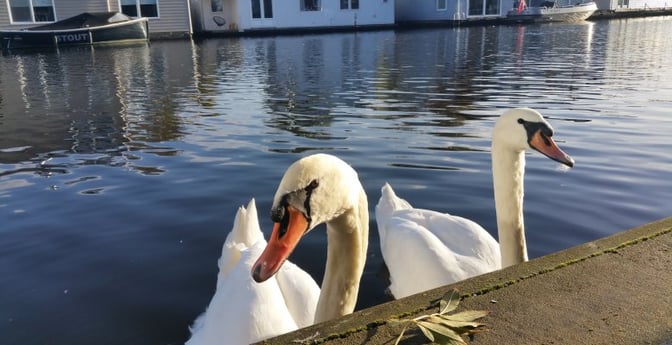 cisnes