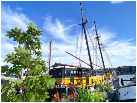 Cortador de vela Holanda en todo su esplendor.