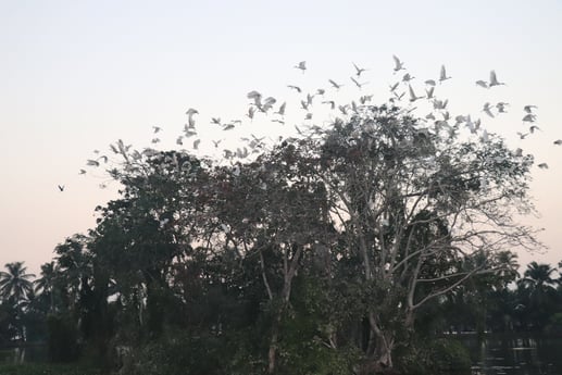 Vista de las aves por la mañana