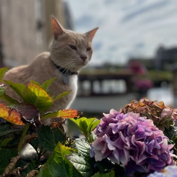 Bilbo im Sommer