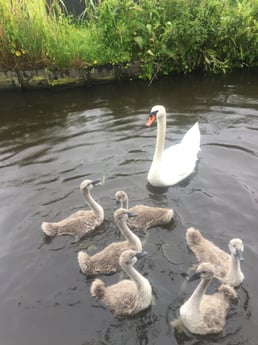 Cygnes