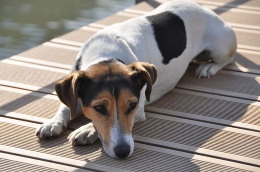 C'est la vie d'un chien