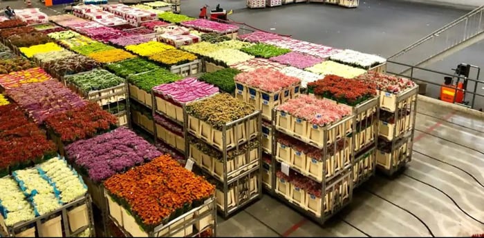 Flower auction Aalsmeer
