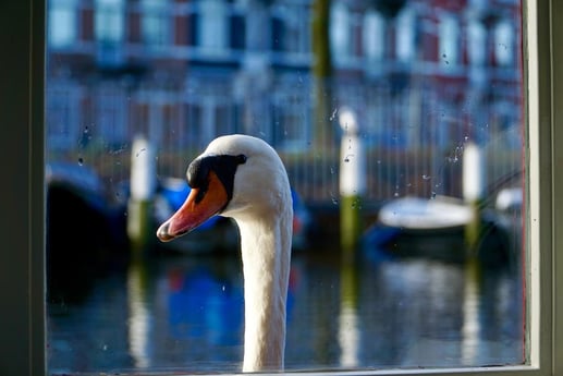 Experience the canals and its residents up-close.