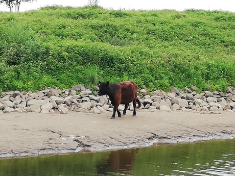 Ook runderen en kalveren grazen en drinken in dit gebied.