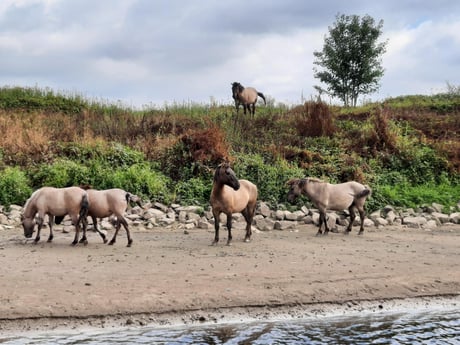Marée basse en été. Cinq mètres devant le bateau apparaît une plage où des chevaux sauvages jouent, paissent et boivent régulièrement.