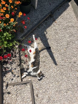 Content Cat