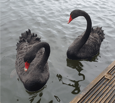 Life on the river Vecht, you never know who will visit.