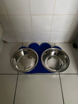 Dog bowls always available.
