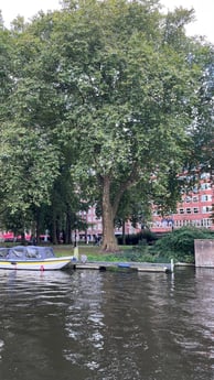 park view