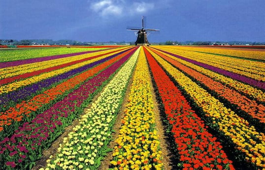 Holland at its best in the spring,