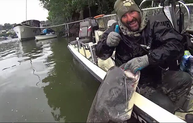 Giant catfish on the River Seine between houseboats